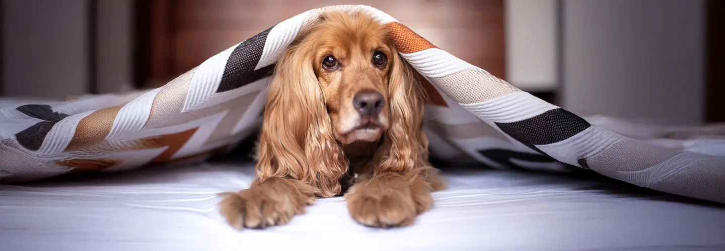 Hund liegt unter Decke im Bett