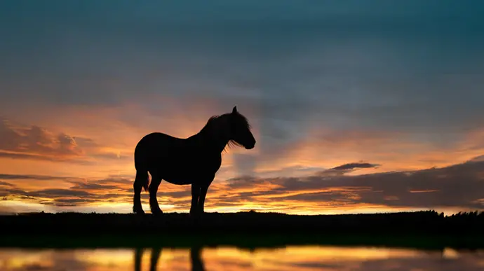 Pferd steht bei Sonnenuntergang an einer spiegelnden Wasseroberfläche.