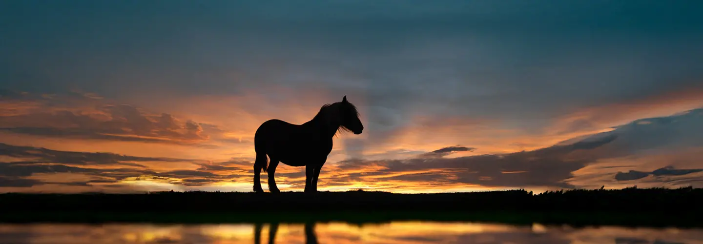 Pferd steht bei Sonnenuntergang an einer spiegelnden Wasseroberfläche.