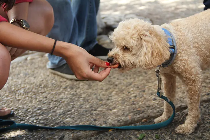 Ein Hund frisst ein Leckerli direkt aus der Hand eines Menschen