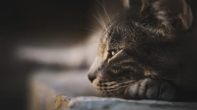 Nahaufnahme einer liegenden, nachdenklich wirkenden Katze im Halbschatten.