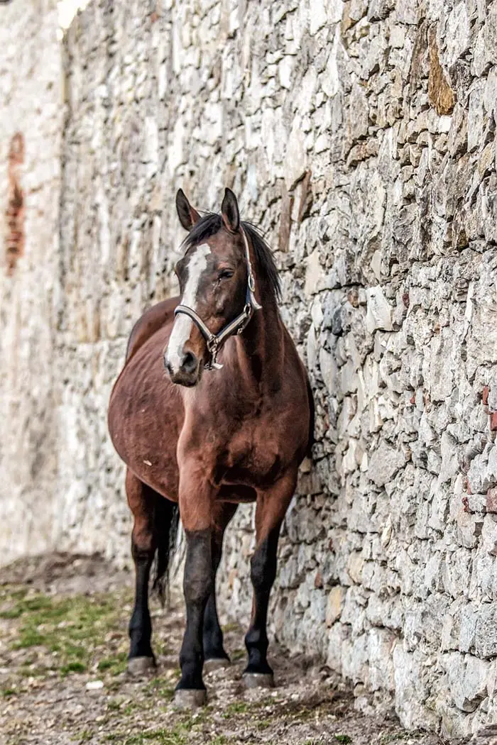 Das Bild zeigt ein Pferd, das neben einer Steinmauer steht. Es wirkt ruhig und konzentriert.