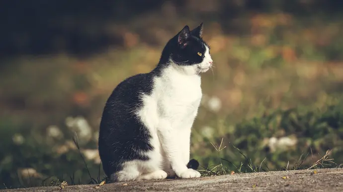 Katze sitzt auf einem Untergrund im Hintergrund ist eine Wiese