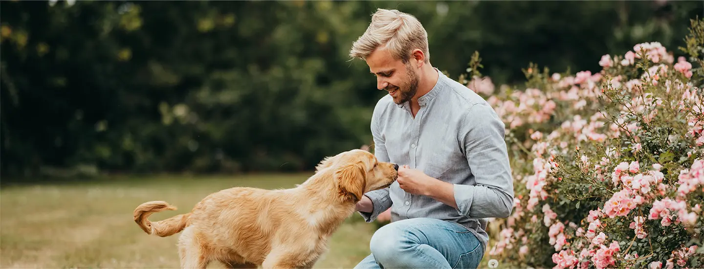 Ein Mann kniet lächelnd neben blühenden Rosen und füttert einen goldenen Hund in einer grünen Umgebung.