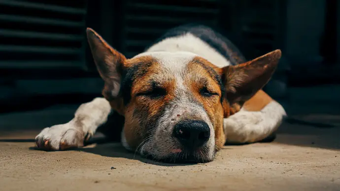 Alter und krankter Hund wird zu Hause eingeschläfert.