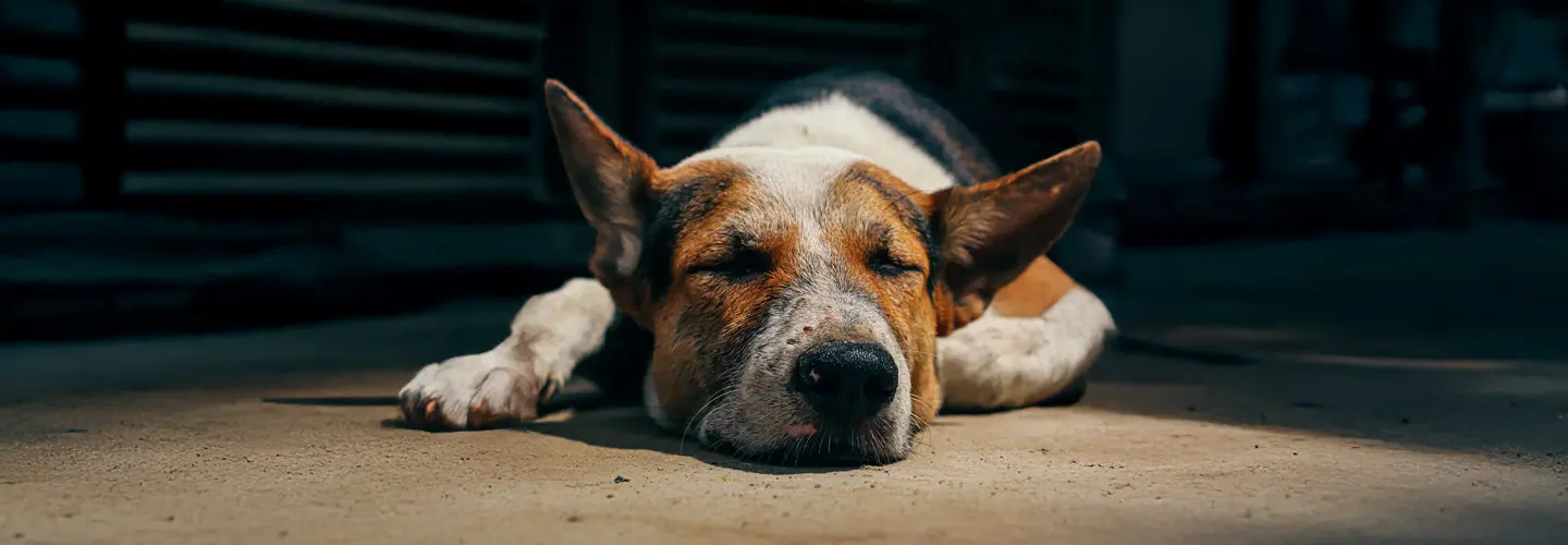 Alter und krankter Hund wird zu Hause eingeschläfert.