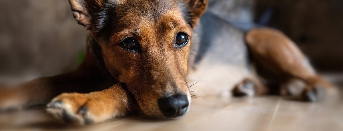 Zwingerhusten Hund Wie Lange Ansteckend www.rosengarten-tierbestattung.de