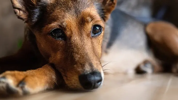 Hund liegt mit treuem Blick auf dem Boden und schaut aufmerksam in die Kamera.