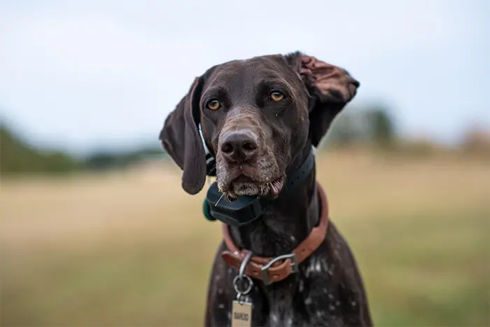 Hund draußen, schaut in die Kamera