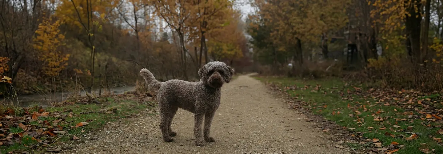 Brauner lockiger Hund steht auf einem von Herbstlaub bedeckten Waldweg