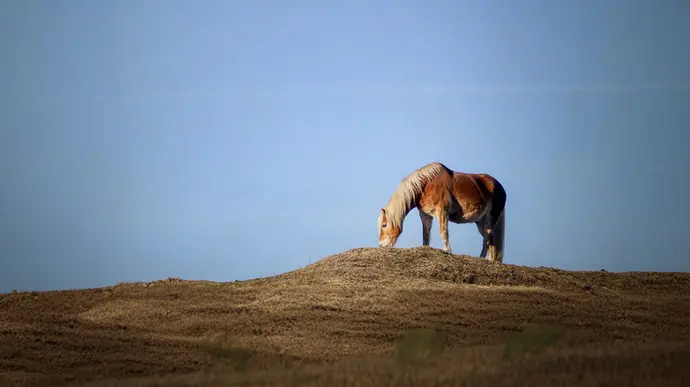 Das Bild zeigt ein Pferd, das auf einer kleinen, hügeligen Wiese in der Ferne grast. Der Himmel ist klar und blau.