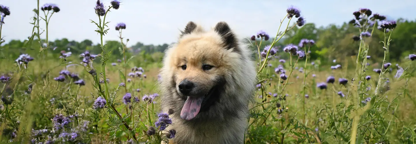Hund läuft draußen auf Blumenwiese