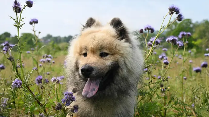 Hund läuft draußen auf Blumenwiese