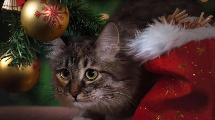 Eine Katze schleicht vorsichtig unter einem Weihnachtsbaum, neben einem roten Sack mit Weihnachtsdekor
