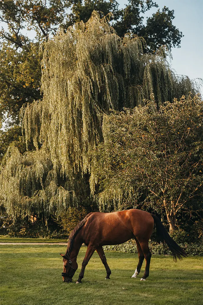 Pferd in der grünen Natur