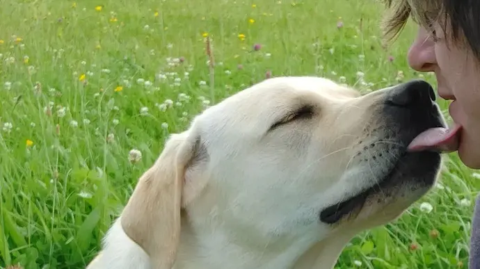 Ein Hund und ein Junge teilen einen liebevollen Moment im Grünen, der Hund leckt dem Jungen das Gesicht.