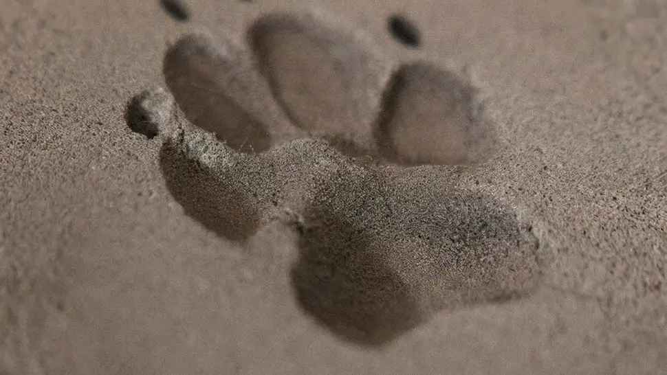 Pfotenabdruck im feinen Sand in Nahaufnahme