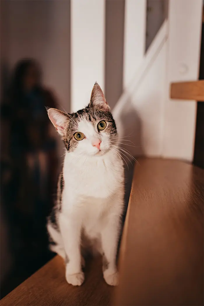 Eine Katze sitzt auf einer hölzernen Innentreppe.