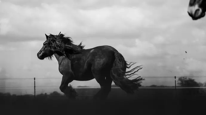 Schwarz-weiß-Aufnahme eines galoppierenden Pferdes auf einer Koppel 