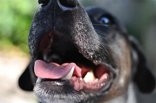 Nahaufnahme vom Hundekopf mit sichtbaren Zähnen