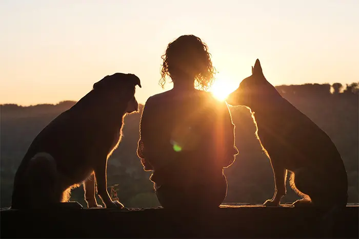 Sonnenuntergang, Mensch mit zwei Hunden von hinten
