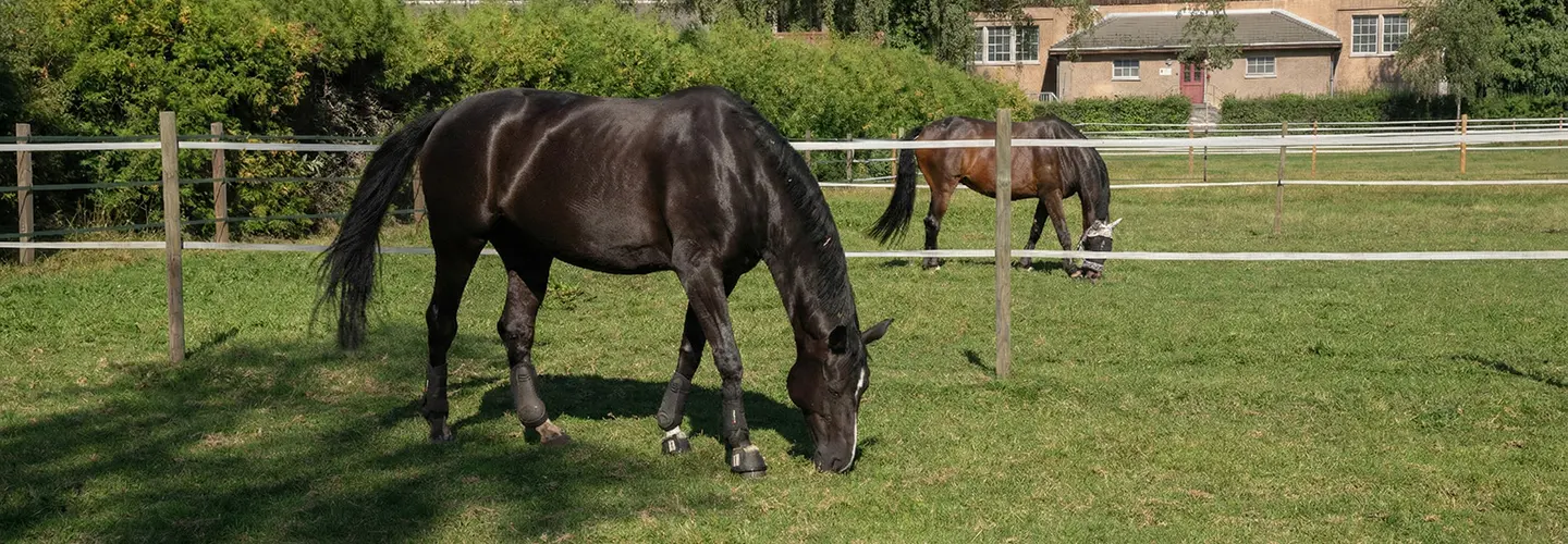 Schwarzes und braunes Pferd grasen auf einer grünen Koppel mit Holzzaun