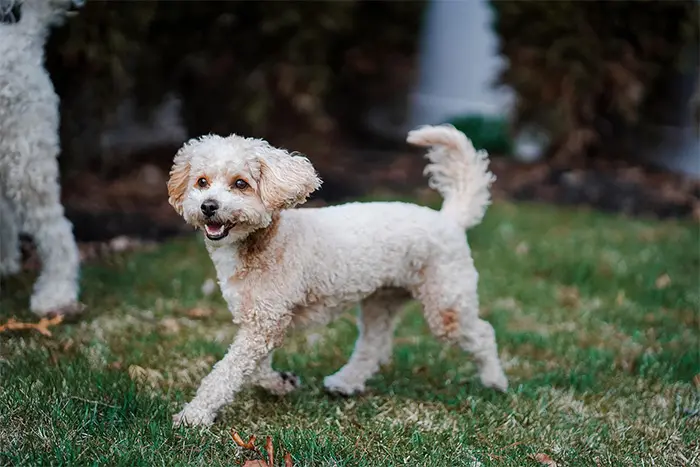 Hund läuft auf Wiese