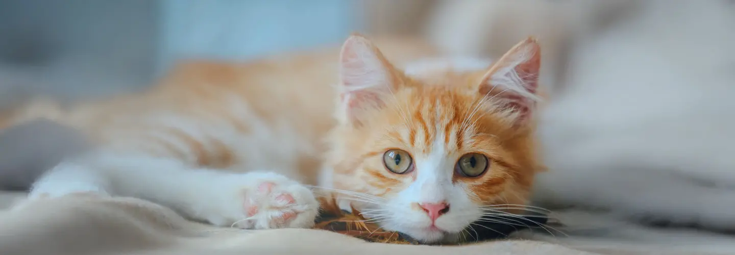 Katze liegt und schaut in die Kamera