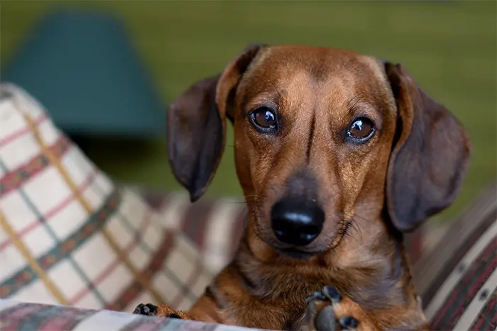 Hund schaut in die Kamera.