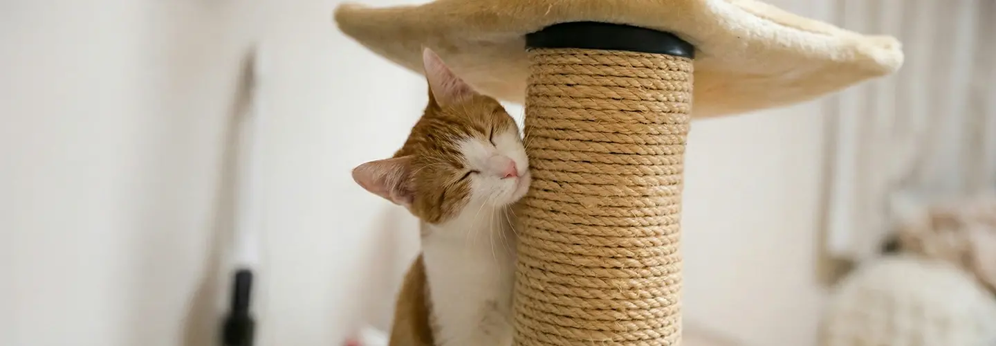 Rot-weiße Katze reibt genüsslich ihre Wange an einem Sisal-Kratzstamm