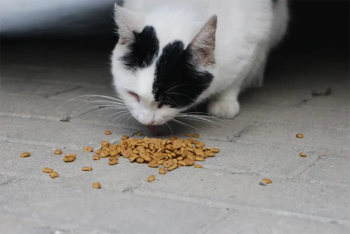 Eine weiße Katze frisst direkt vom Boden aus Trockenfutter