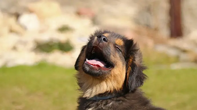 Hund auf Wiese und lacht in die Kamera