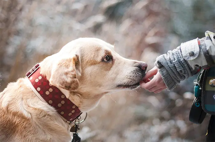 Hund wird von einer Hand gefüttert.