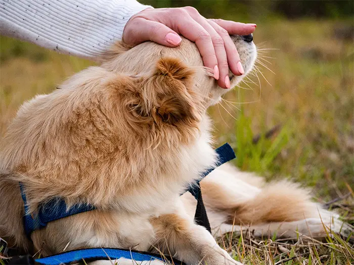 Hund draußen, Besitzerin streichelt ihn am Kopf