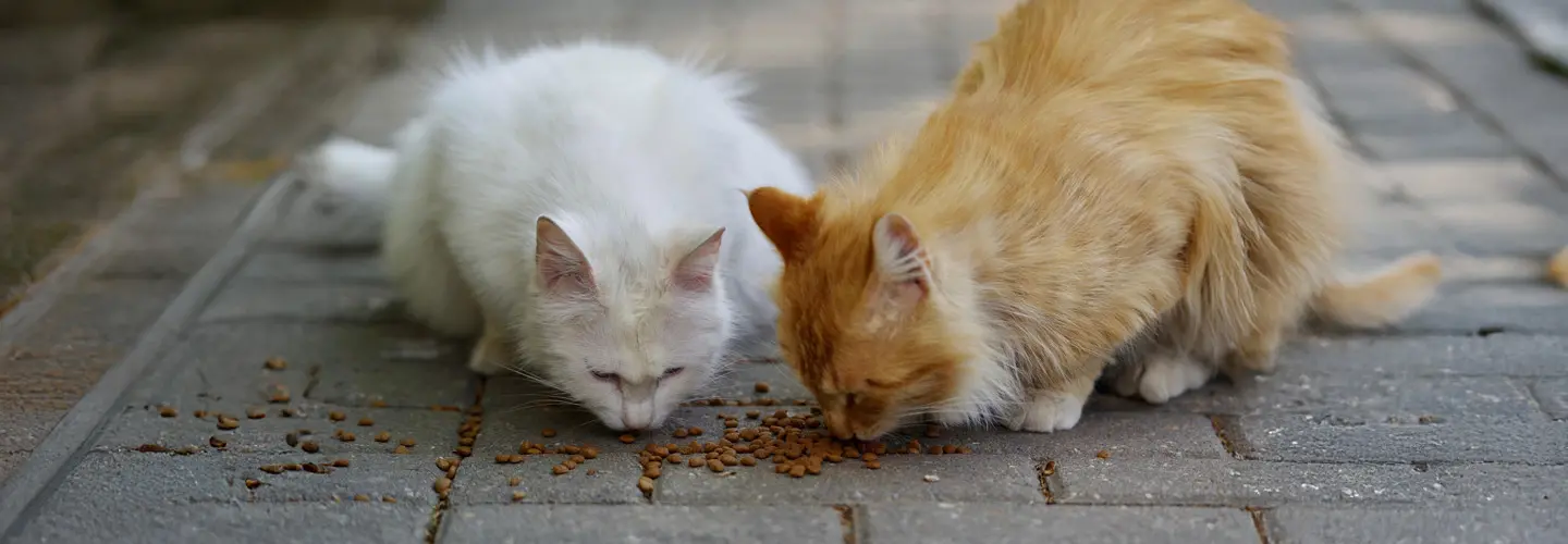 Zwei Katzen fressen nebeneinander Trockenfutter vom Boden