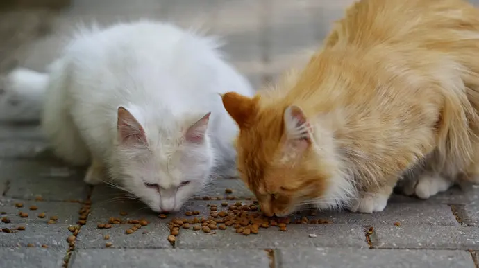 Zwei Katzen fressen nebeneinander Trockenfutter vom Boden