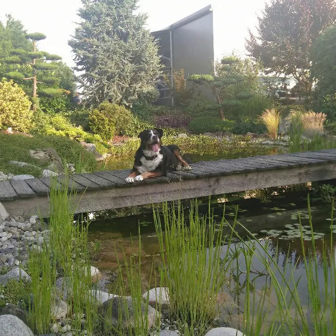 Hund liegt auf einem Holzsteg über einem Teich in einer Gartenanlage