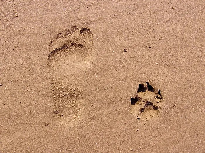 Pfotenabdruck von Hund und Fußabdruck von Mensch im Sand