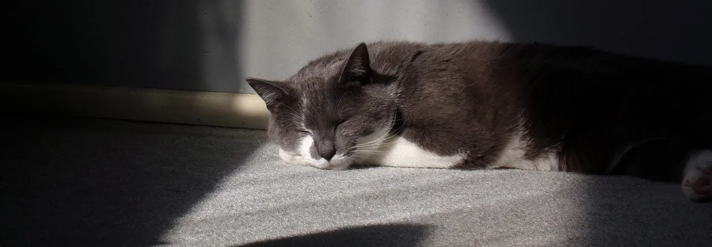 Katze schläft in abgedunkeltem Raum und wir von Licht angestrahlt.