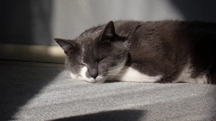 Katze schläft in abgedunkeltem Raum und wir von Licht angestrahlt.