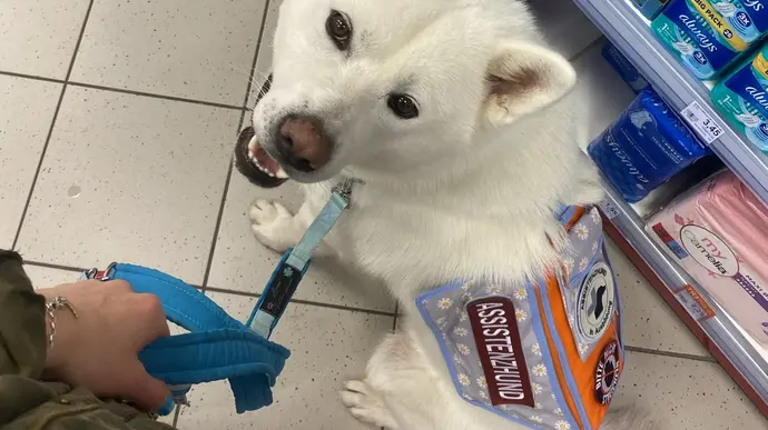Das Bild zeigt einen Hund, der ein Assistenzhund-Geschirr trägt, in einem Supermarkt.