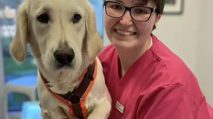 Eine Person hält einen Labradorhund in einer tierärztlichen Praxis auf einem Untersuchungstisch.