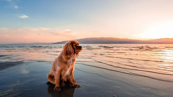 Hund am Strand blickt in die Ferne