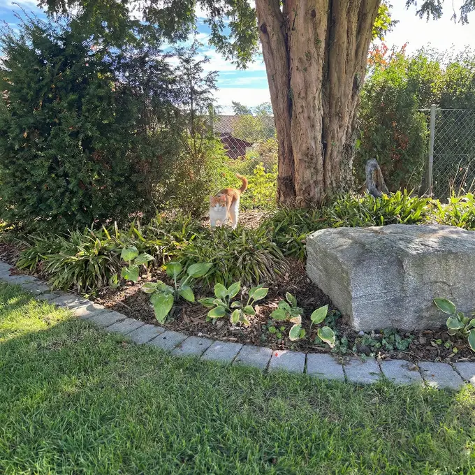 Orange-weiße Katze im Garten zwischen Pflanzen und einem Baum