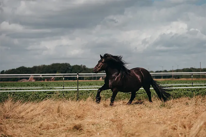 Ein Pferd gallopiert über die Wiese