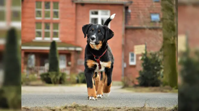 Ein junger Hund läuft fröhlich auf einem Weg vor einem Backsteingebäude.