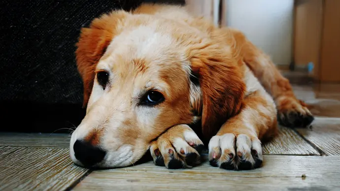 Hund auf Boden schaut emotional in die Kamera
