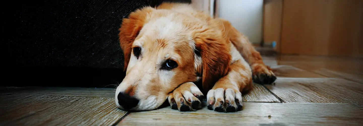 Hund auf Boden schaut emotional in die Kamera
