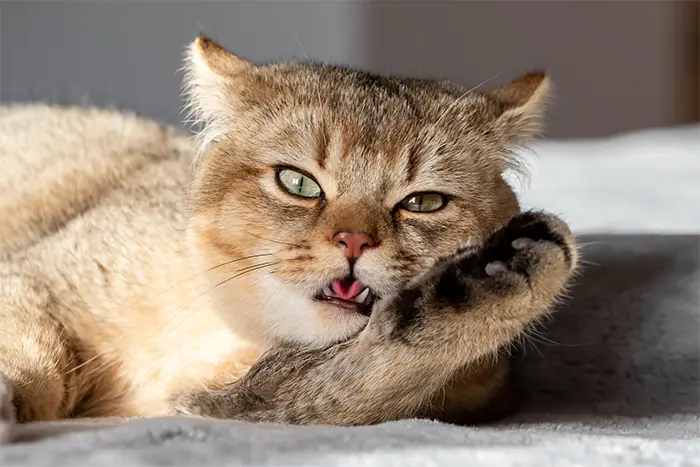 Katze schaut in die Kamera