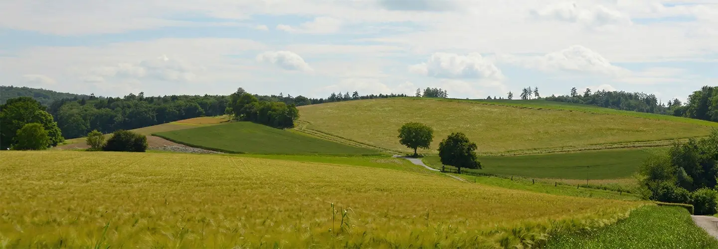 Grüne Hügellandschaft mit Feldern, Bäumen und einem Weg unter blauem Himmel